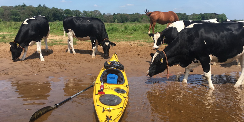 Nieuwsgierige koeien gaan roeien op de Regge
